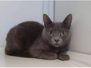 ABITAIL - Domestic Shorthair
crossbreed Photo