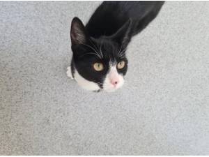MARILYN - Domestic Shorthair
crossbreed Photo