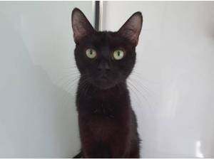 JASMINE - Domestic Shorthair
crossbreed Photo