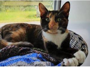 CLEMENTINE - Domestic Shorthair
crossbreed Photo