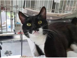 DOMINO - Domestic Shorthair
crossbreed Photo