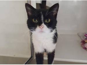 NOVA - Domestic Shorthair
crossbreed Photo