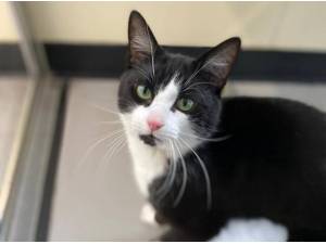 DODGER - Domestic Shorthair
crossbreed Photo