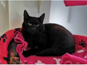 PANTHA - Domestic Shorthair
crossbreed Photo