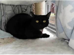 GRUMPY - Domestic Shorthair
crossbreed Photo