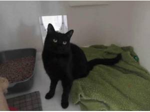 BEE - Domestic Shorthair Photo