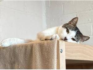 ROBIN - TEMP HOLD - Domestic Shorthair
crossbreed Photo
