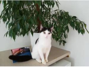 DOTTY - ASSISTED ADOPT - Domestic Shorthair
crossbreed Photo