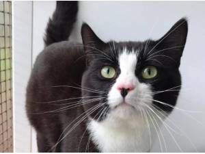 LUCKY - Domestic Shorthair
crossbreed Photo