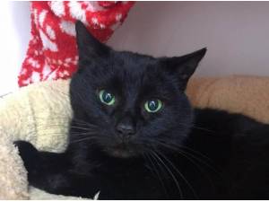DESMOND - Domestic Shorthair
crossbreed Photo