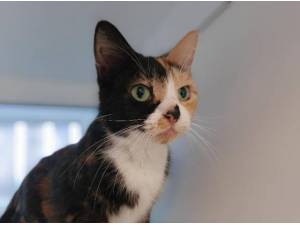 CLEOCATRA - Domestic Shorthair
crossbreed Photo