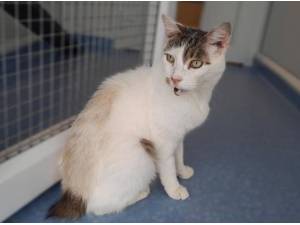 COLIN FURRTH - Domestic Shorthair
crossbreed Photo