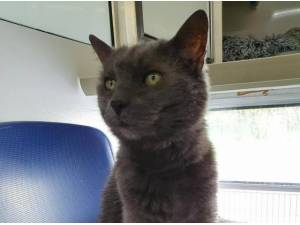 SMOKEY - Domestic Shorthair
crossbreed Photo
