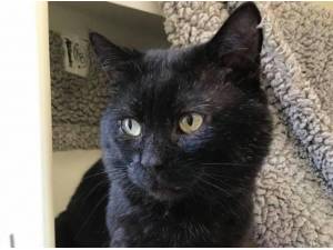 MARK - Domestic Shorthair
crossbreed Photo
