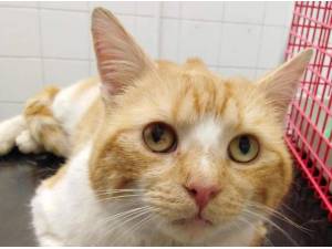 DUDE - Domestic Shorthair
crossbreed Photo