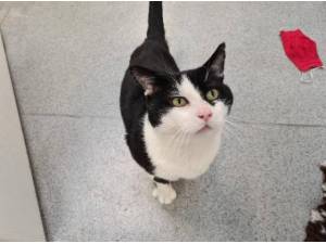 SOLOMON - Domestic Shorthair
crossbreed Photo
