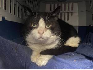 JASON - Domestic Shorthair
crossbreed Photo