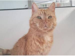 JERRY - Domestic Shorthair
crossbreed Photo