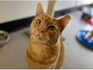MARMALADE - Oriental Shorthair
crossbreed Photo