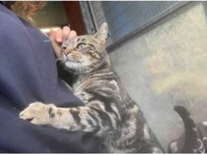 MALI - Domestic Shorthair
crossbreed Photo