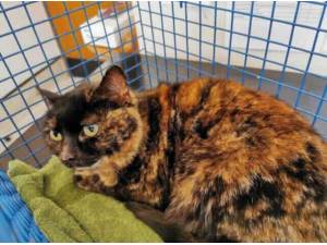 LYRA - Domestic Shorthair Photo