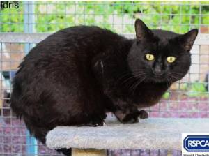 IDRIS - Domestic Shorthair
crossbreed Photo