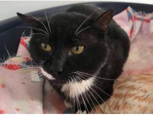 TOM FIV - Domestic Shorthair
crossbreed Photo