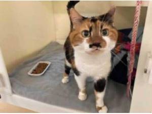 SADIE - Domestic Shorthair
crossbreed Photo