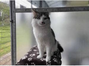ALFIE - Domestic Shorthair
crossbreed Photo