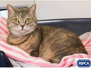 LILAC - Domestic Shorthair
crossbreed Photo