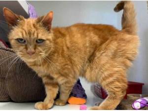 JOSEPH - Domestic Shorthair
crossbreed Photo