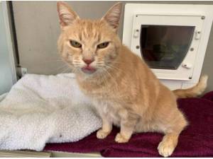 SANDY - Domestic Shorthair
crossbreed Photo