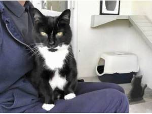 WOODY - Domestic Shorthair
crossbreed Photo