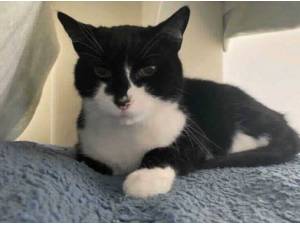 JASPER - Domestic Shorthair
crossbreed Photo