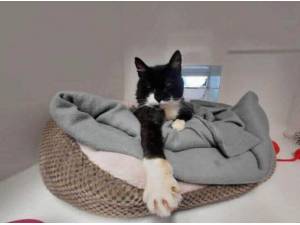 AMOS - Domestic Shorthair
crossbreed Photo
