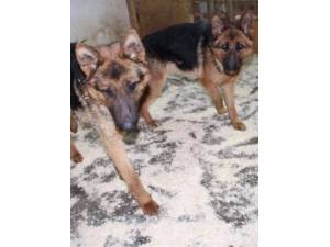 Bonnie and Clyde - Male German Shepherd Dog Photo