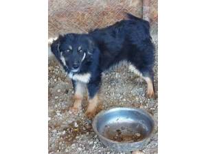 Kizzi - Male German Shepherd Dog Photo