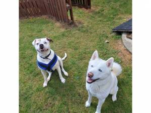 Poppy and Kato - Male Akita Photo