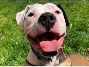 HOVIS - Staffordshire Bull Terrier Photo