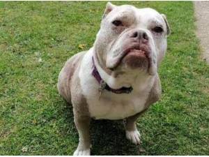 ROMA - Old English Bulldog Photo