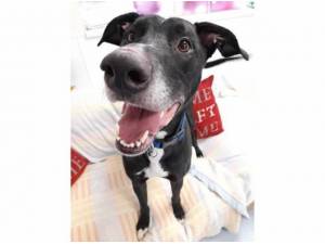 RAGNOR - Greyhound
crossbreed Photo