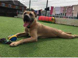 MACCA - Staffordshire Bull Terrier
crossbreed Photo