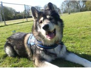 TEEK - German Shepherd
crossbreed Photo