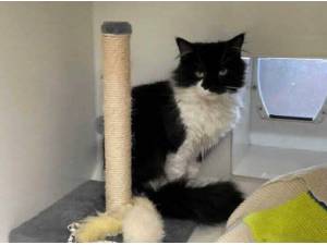 GEORGE - Domestic Longhair Photo