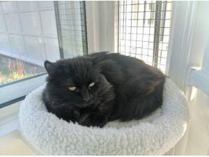 KEITH - Domestic Longhair
crossbreed Photo