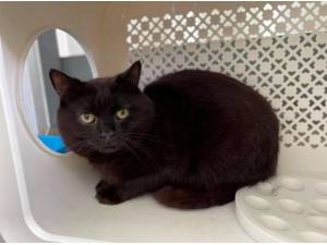 RODGER - Domestic Shorthair
crossbreed Photo