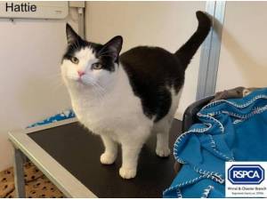 HATTIE - Domestic Shorthair
crossbreed Photo
