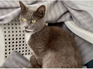 MISTY - Domestic Shorthair
crossbreed Photo