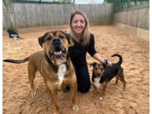 Sydney - Male Terrier Cross Photo