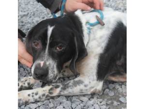 Buster - Male Pointer Photo